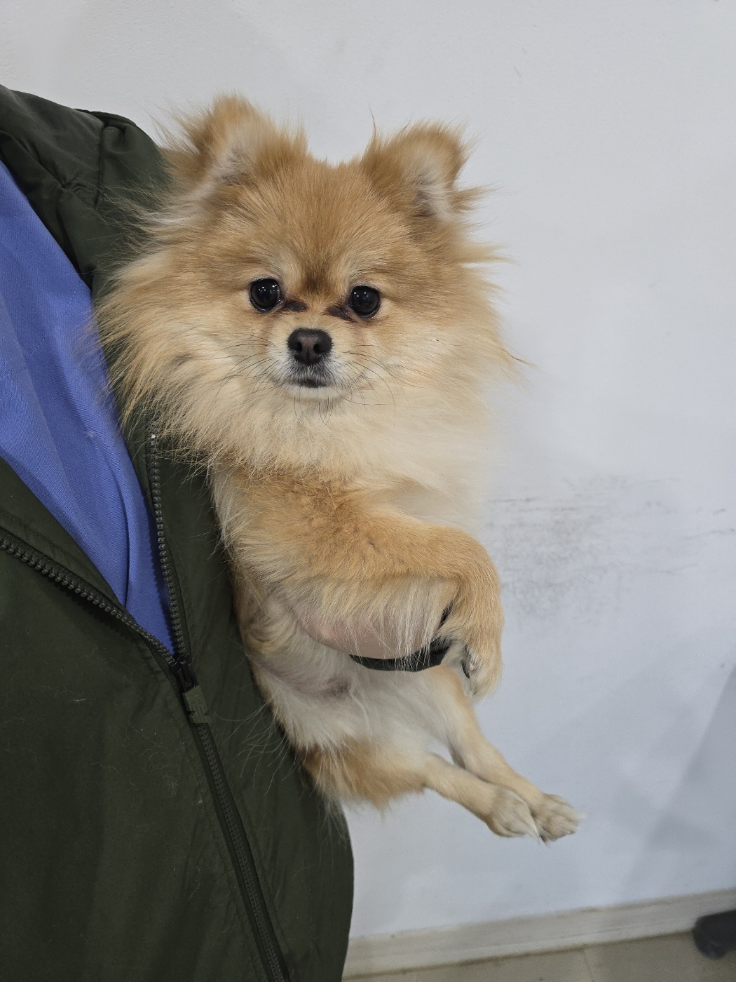 반려동물보호센터_443571202500058