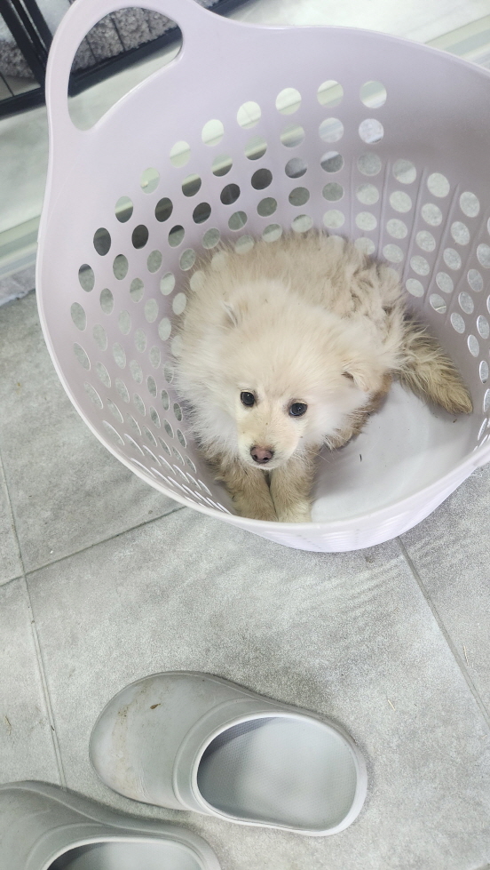익산유기동물보호소_445468202500133