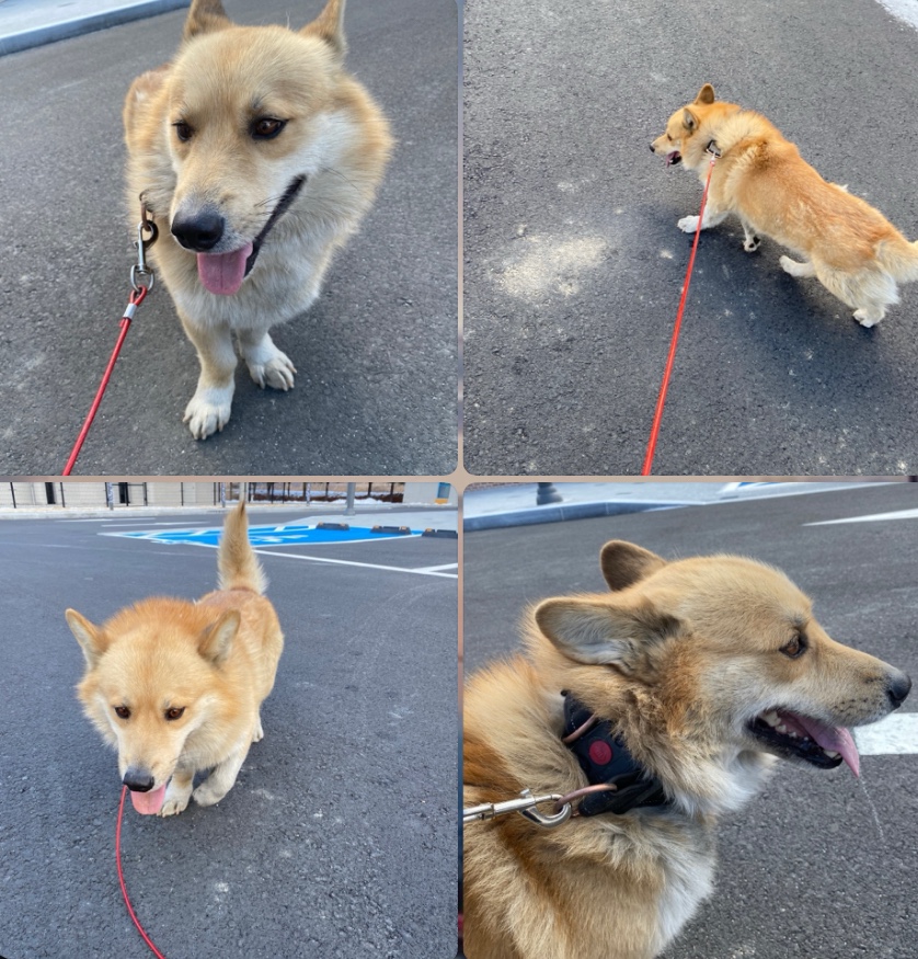 구미시 동물보호센터_447508202500035