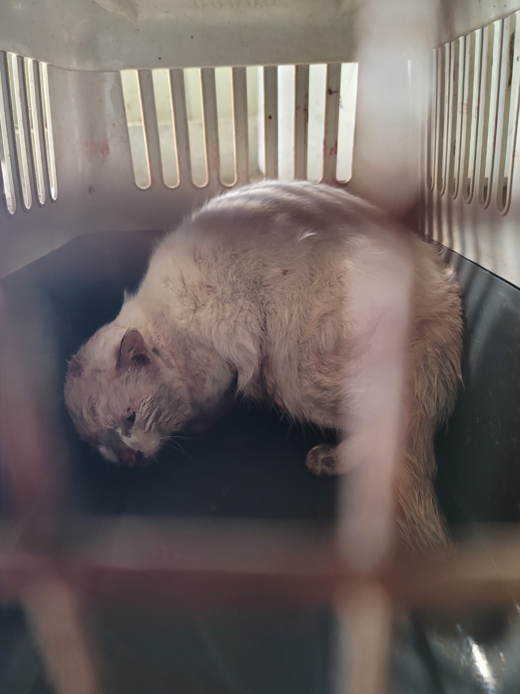 증평 가정견 훈련소_443445202500023