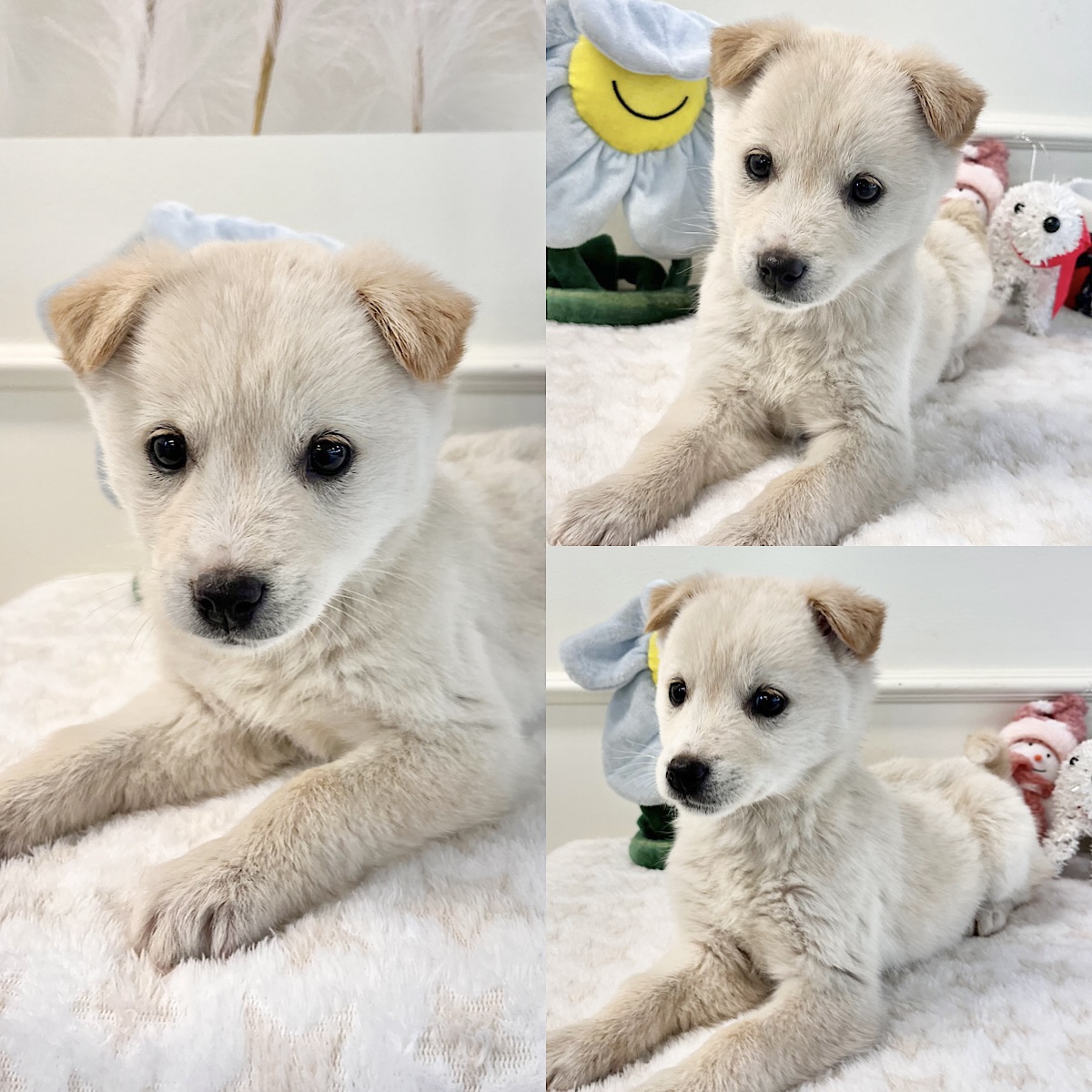 경주동물사랑보호센터_447505202500082