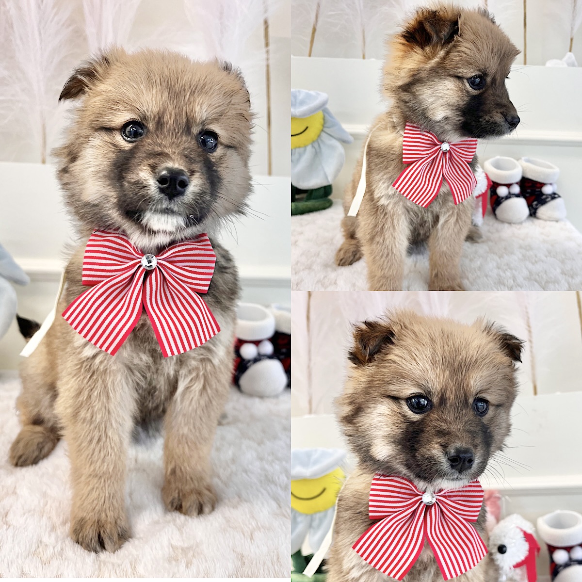 경주동물사랑보호센터_447505202500081