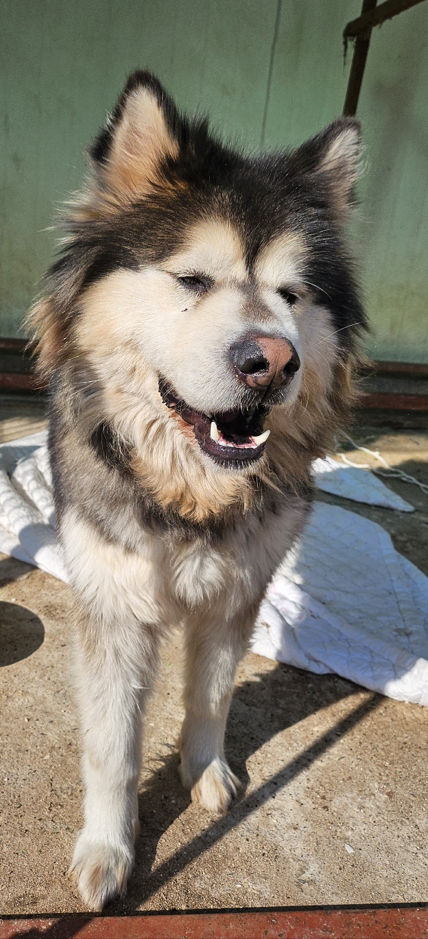 울산유기동물보호센터_431372202500008