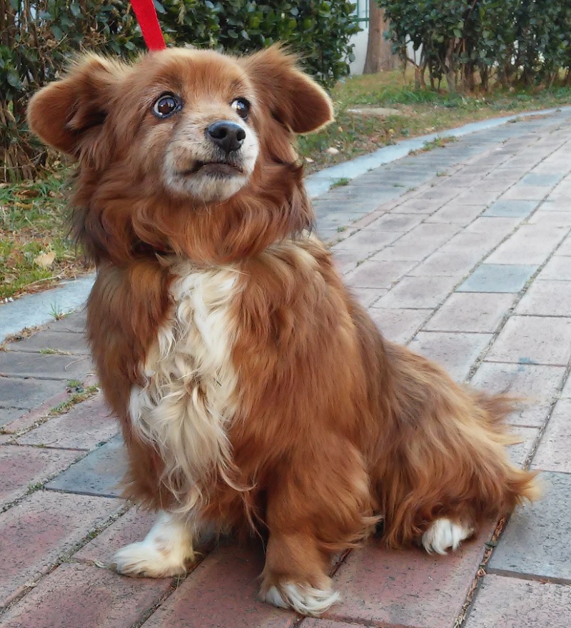 울산유기동물보호센터_431369202500021