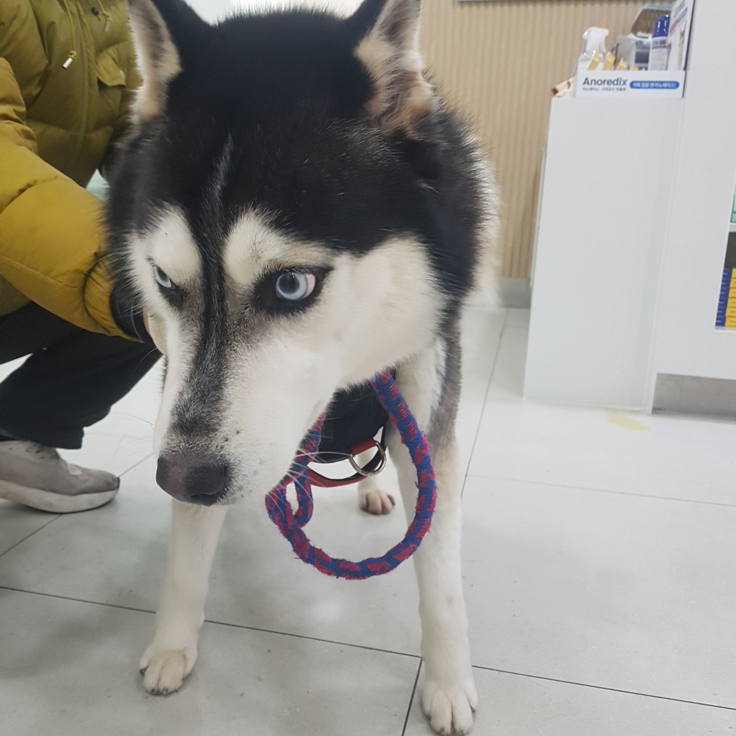 링크늘푸른동물병원_445464202500073