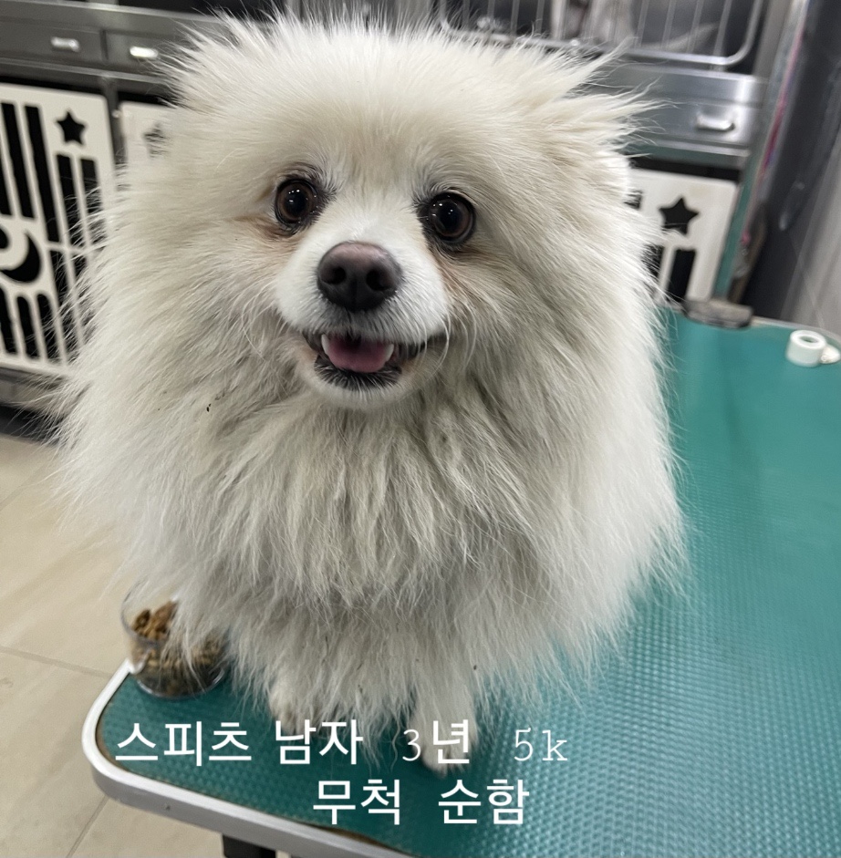 종료(입양) 스피츠…