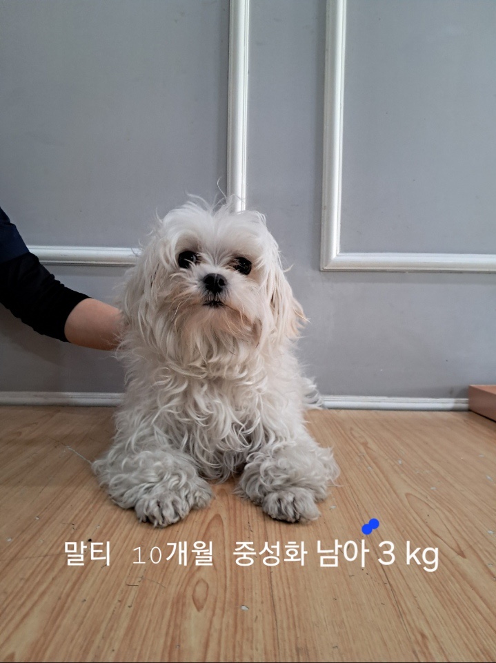 옥천동물병원_443443202500030