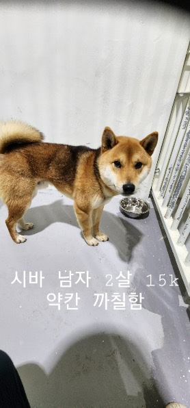 종료(입양) 시바의…