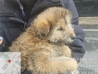 대전동물보호센터_430367202500032