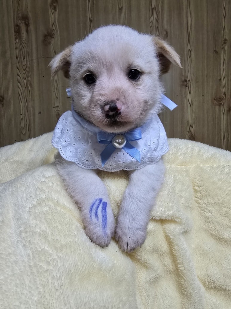 밀양시 동물보호센터_448536202500060