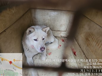 대전동물보호센터_430367202500031