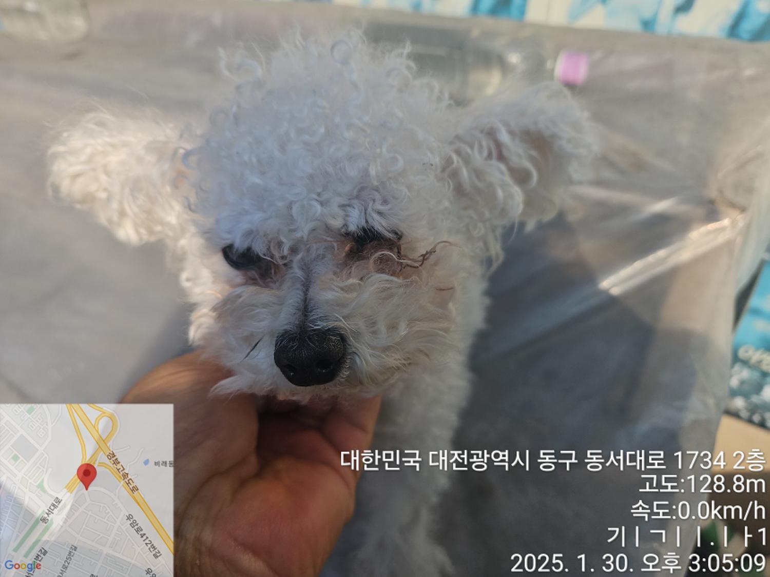 종료(반환) 푸들의…