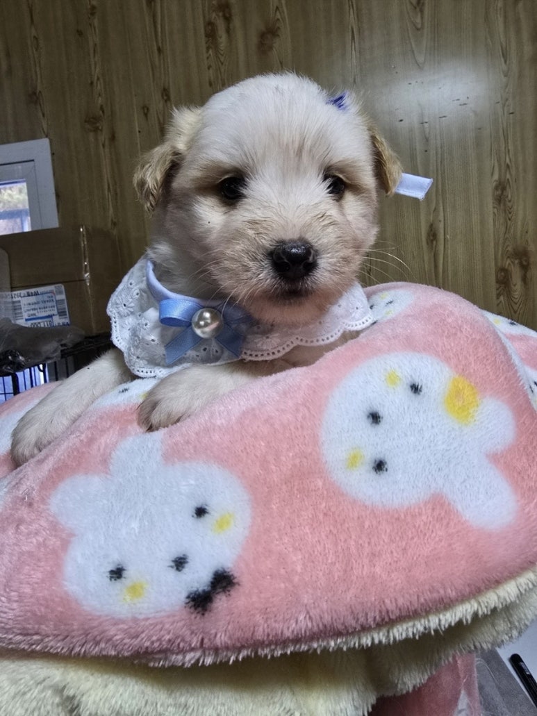 밀양시 동물보호센터_448536202500057
