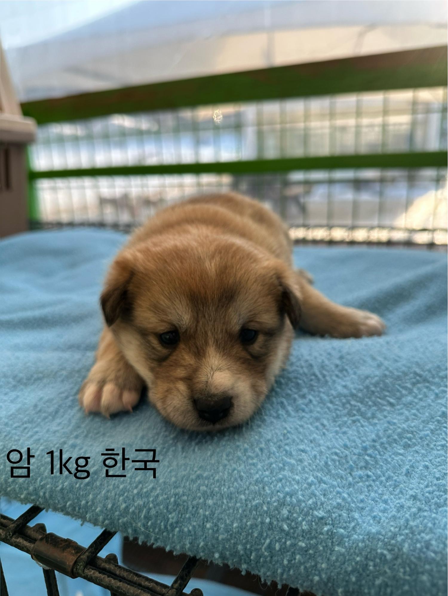 군산유기동물보호센터_445467202500084