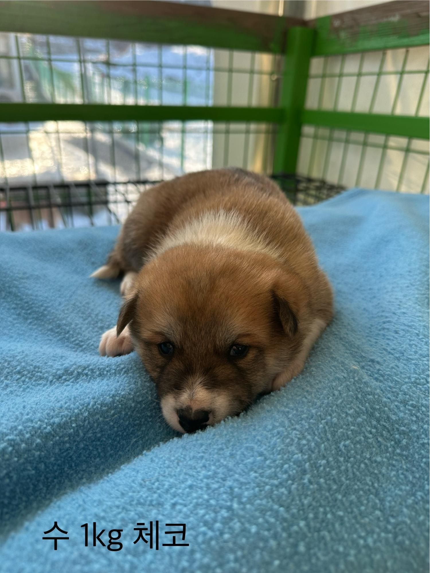 군산유기동물보호센터_445467202500080