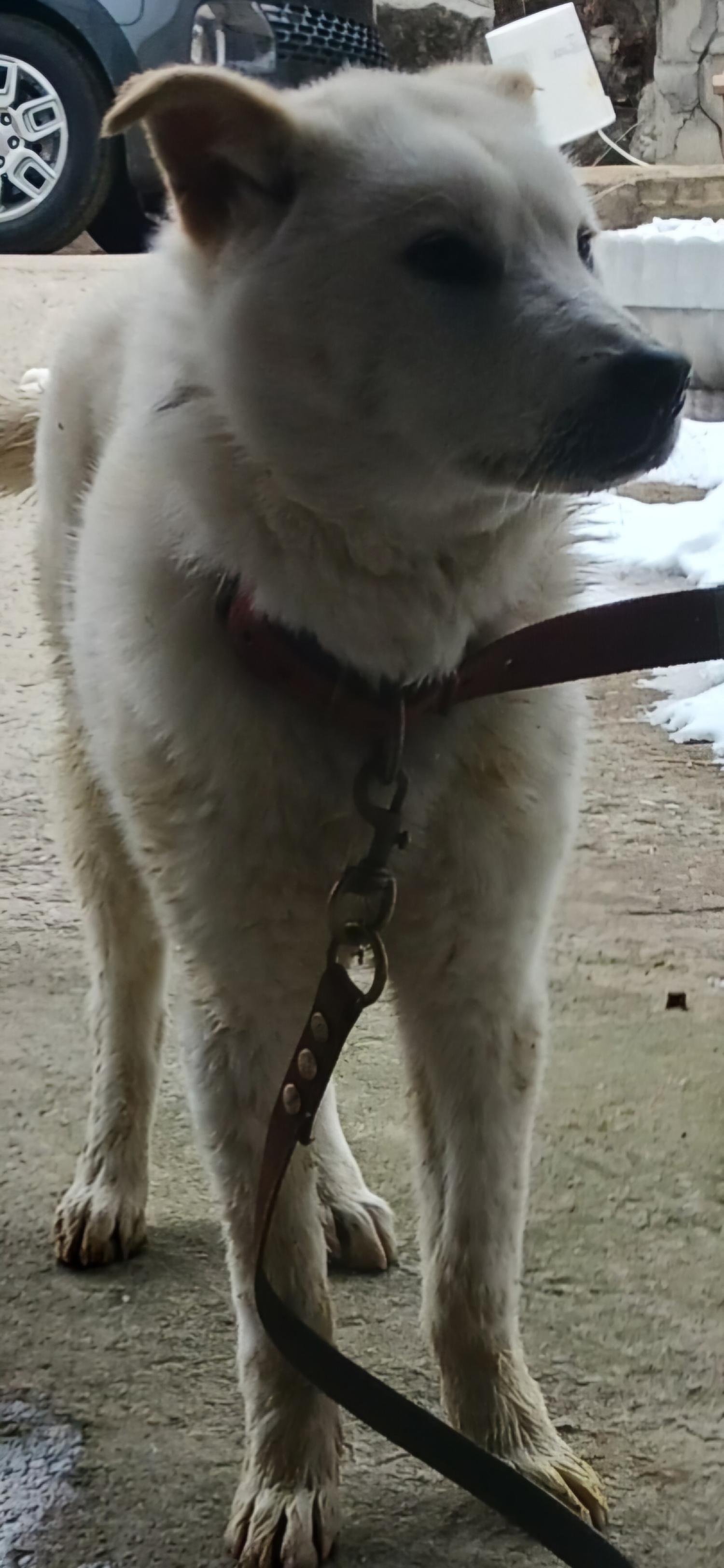 상주시 동물보호센터_447511202500022