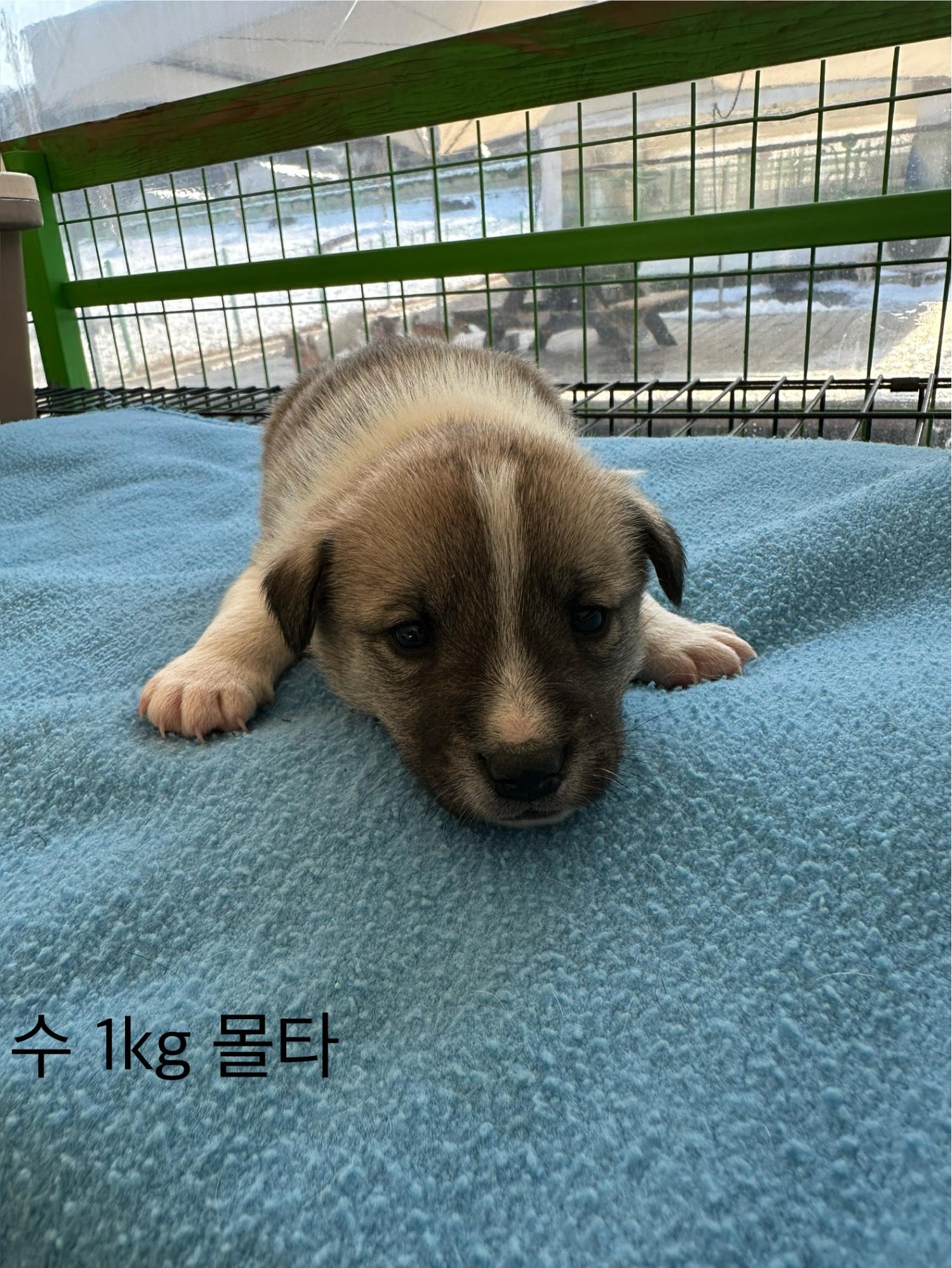 군산유기동물보호센터_445467202500083