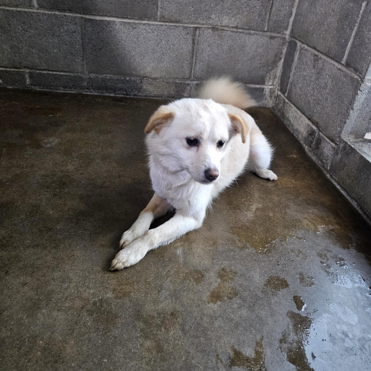 군산유기동물보호센터_445467202500086