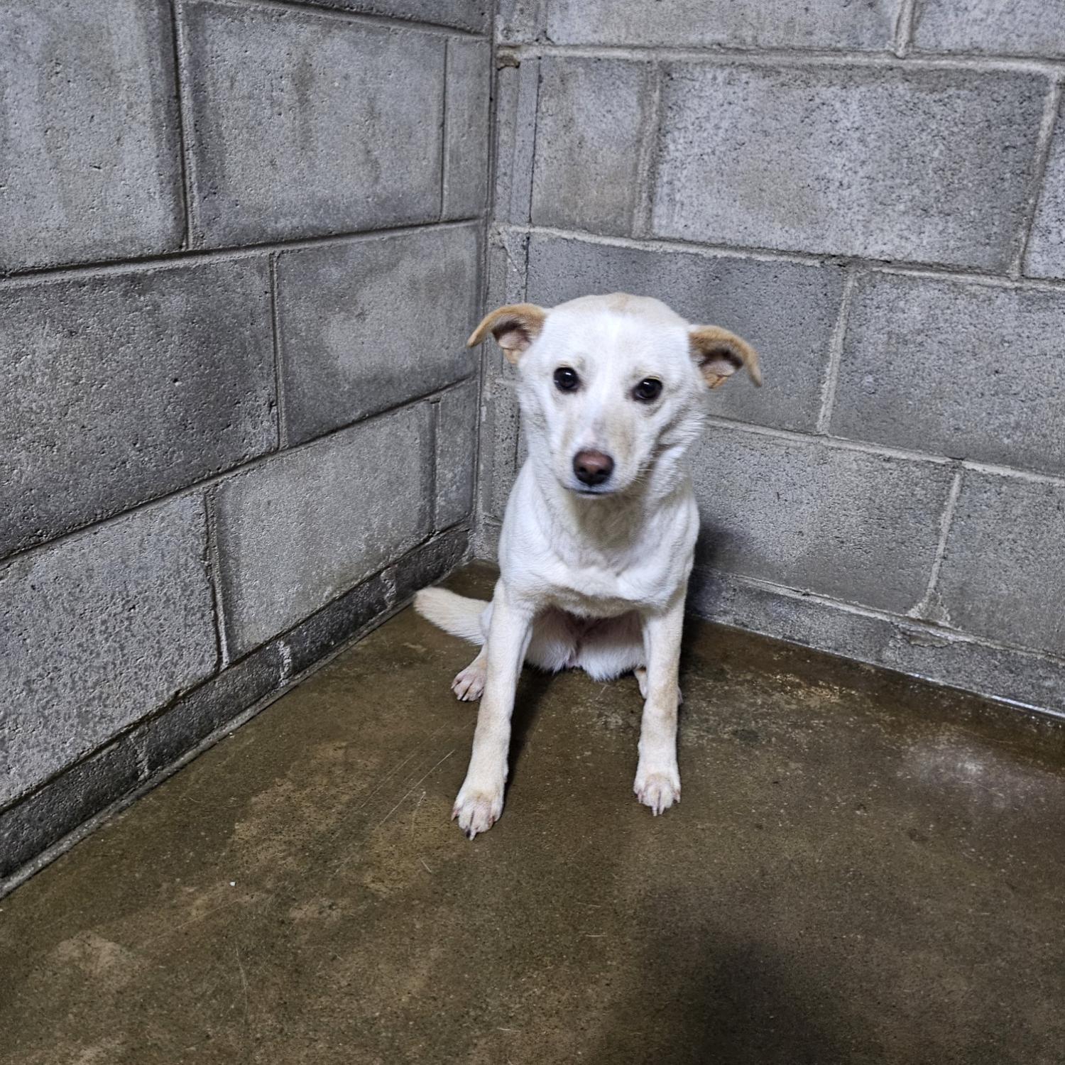 군산유기동물보호센터_445467202500087