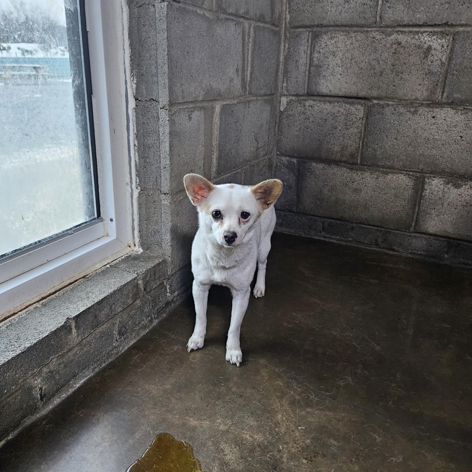 군산유기동물보호센터_445467202500088