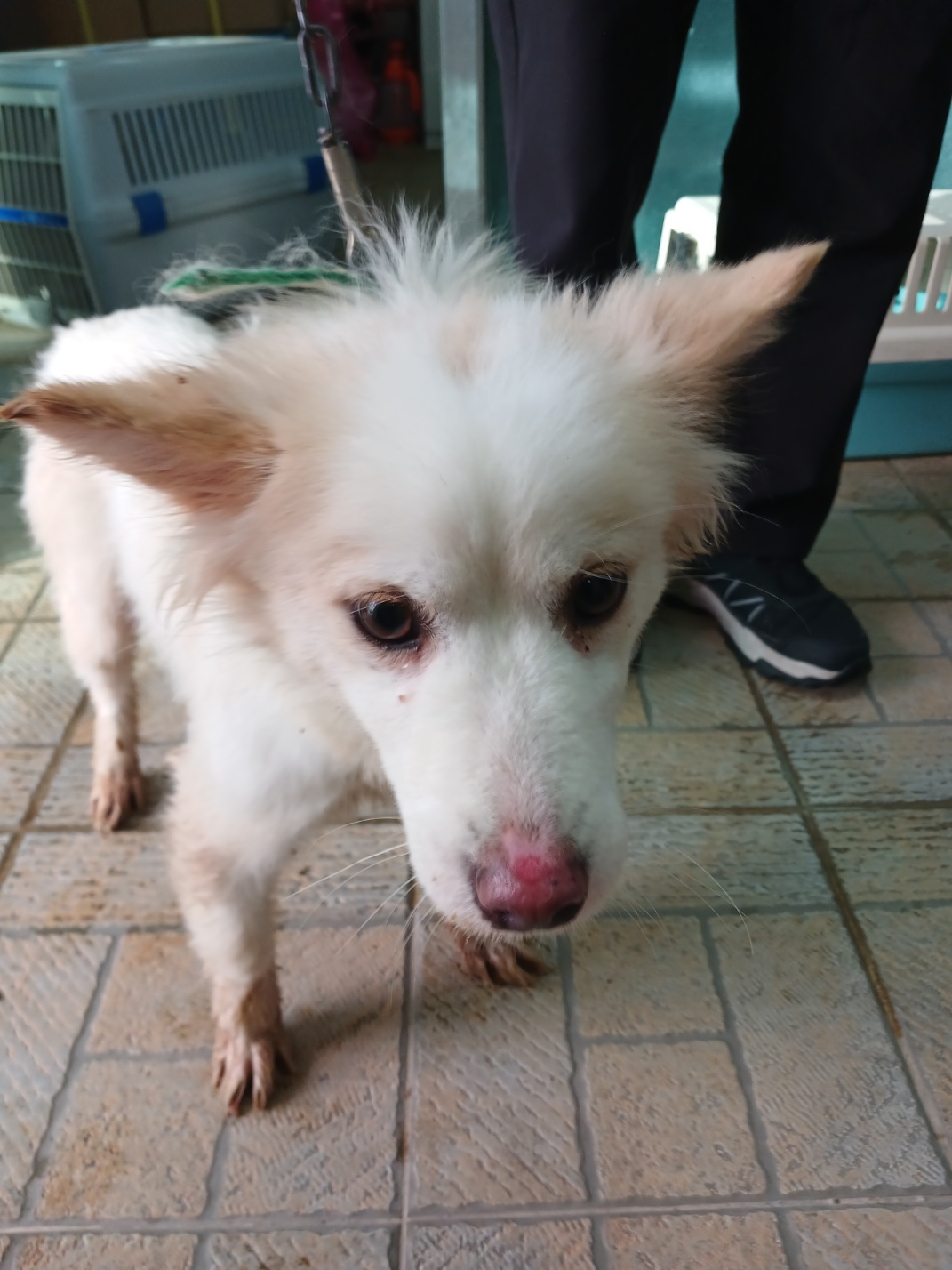 영주시 동물보호센터_447509202500026