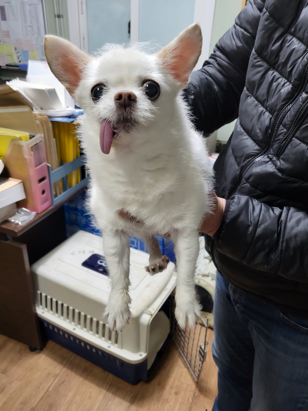 평택시유기동물보호소_441391202500142