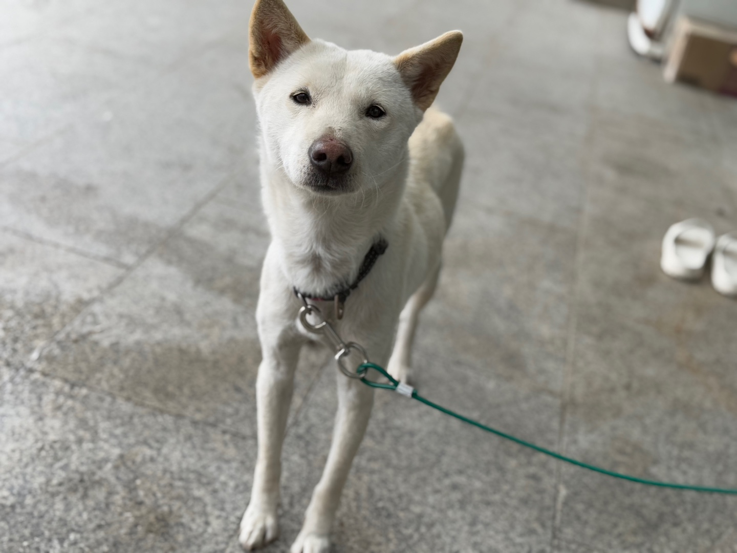 광주동물보호센터_429363202500018