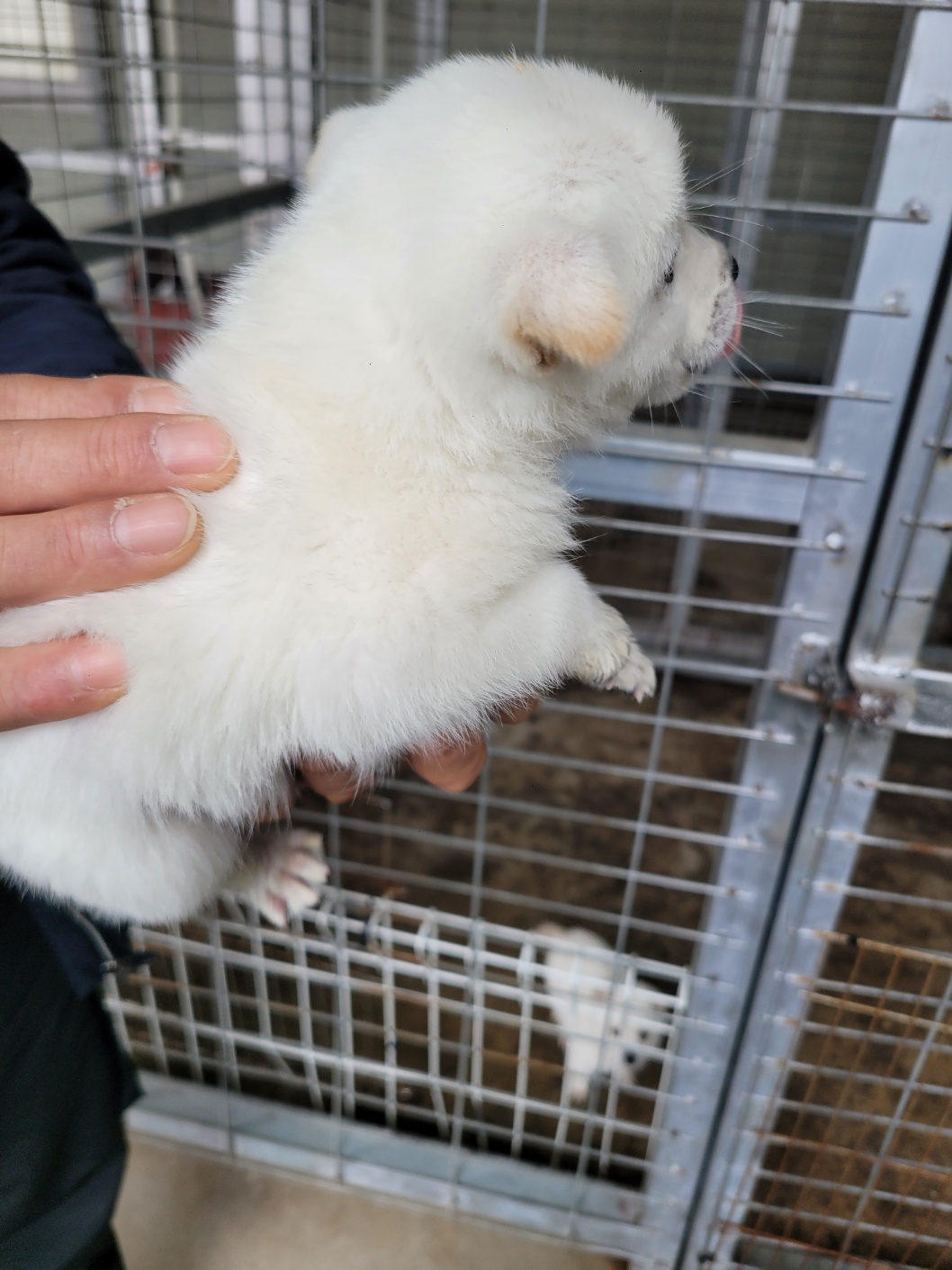 유기동물임시보호센터_446499202500022