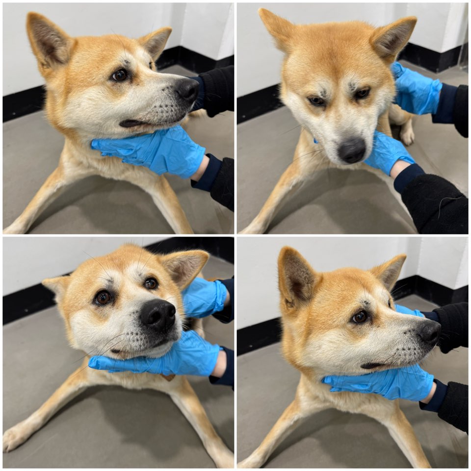 천안시 동물보호센터_444449202500042