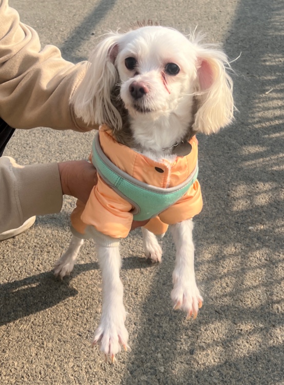 부산동물보호센터_426332202500016