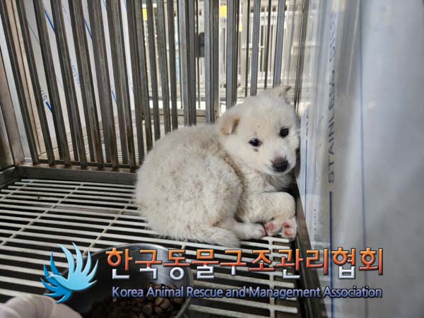 종료(안락사) 믹스…