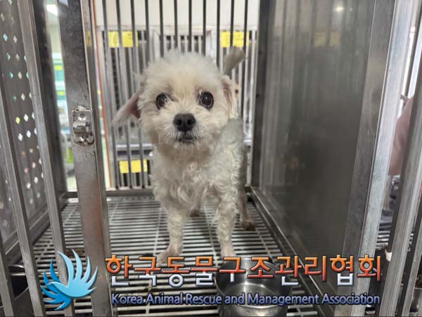 종료(반환) 믹스견…