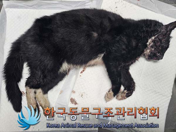 한국동물구조관리협회_411307202500007