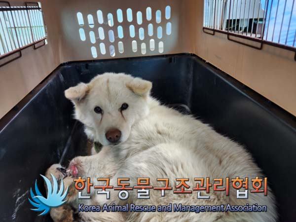 한국동물구조관리협회_441414202500019
