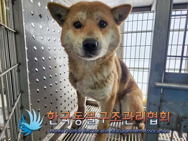 한국동물구조관리협회_411317202500005