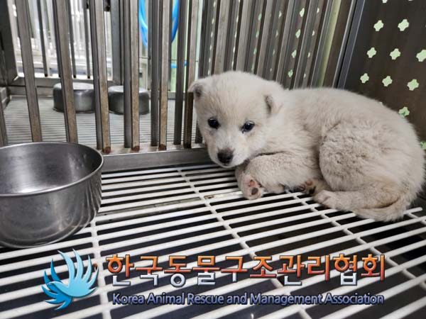 종료(안락사) 믹스…