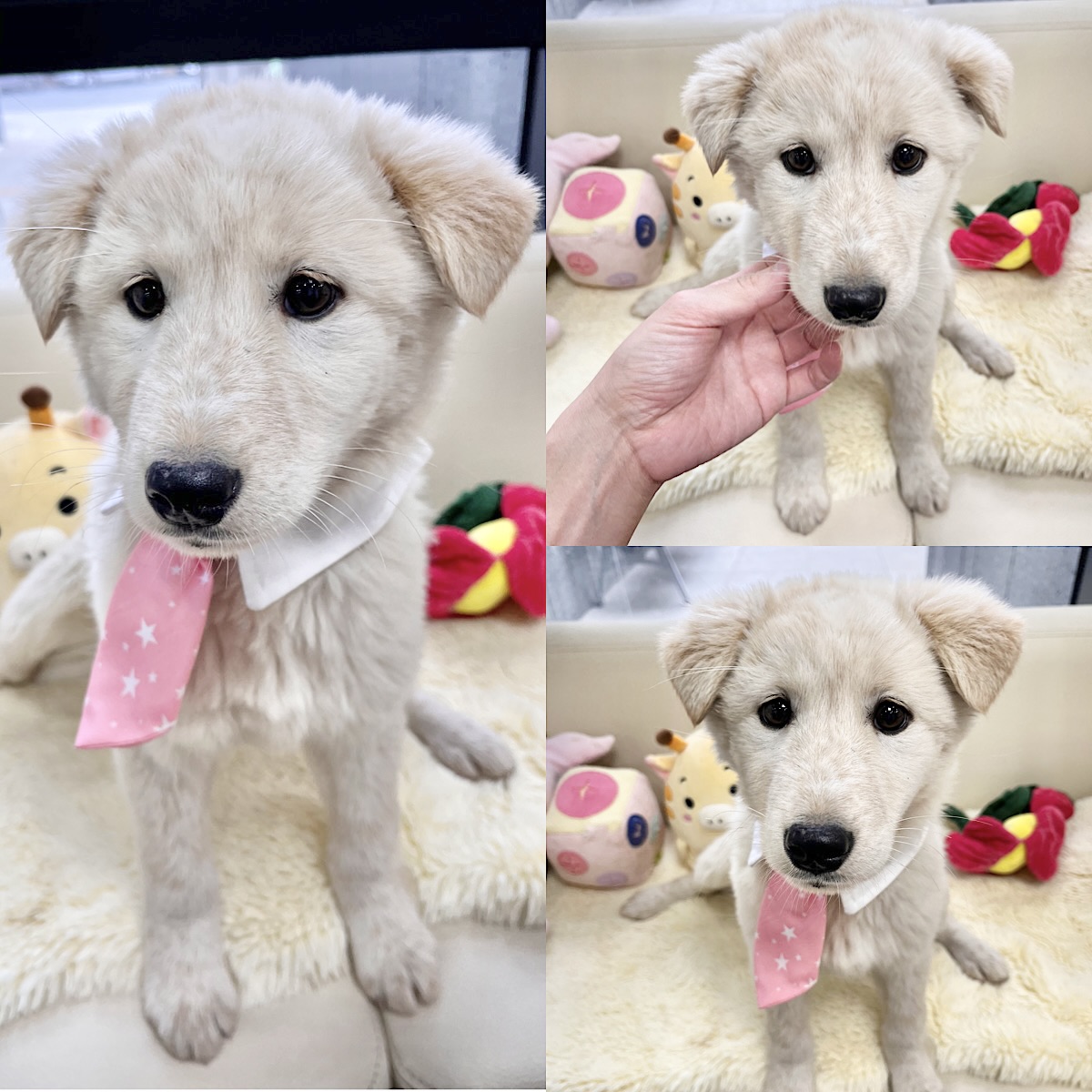 경주동물사랑보호센터_447505202500074