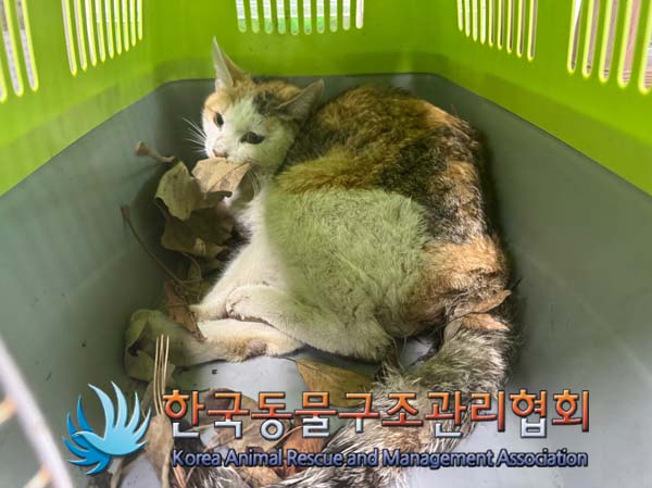한국동물구조관리협회_411323202500006