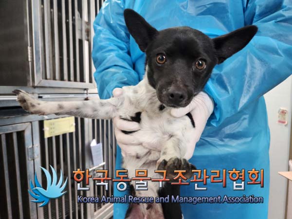 종료(안락사) 믹스…