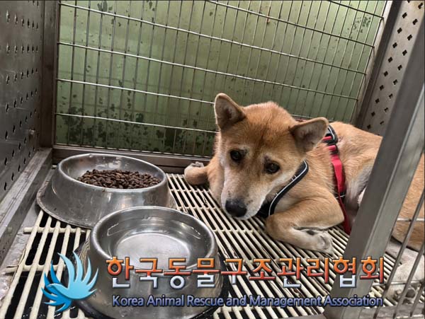 한국동물구조관리협회_411309202500005