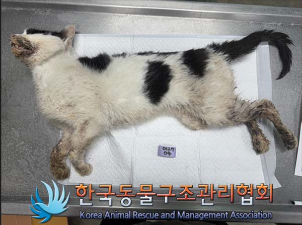 한국동물구조관리협회_411307202500005