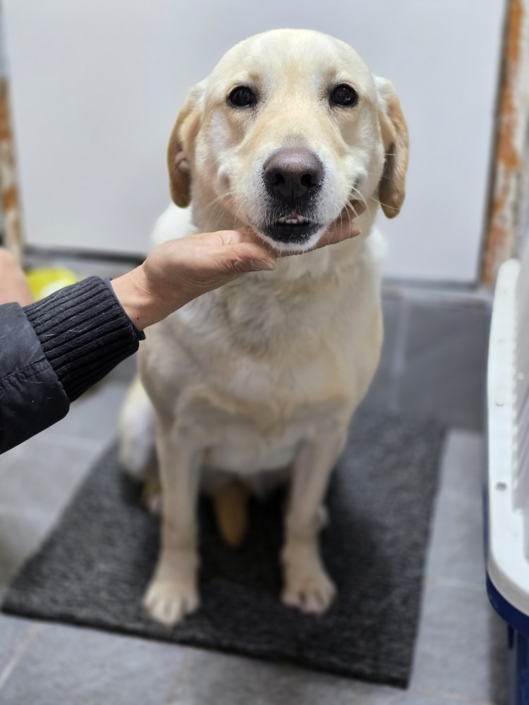 이성준동물병원_441408202500049