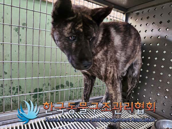 한국동물구조관리협회_441414202500018
