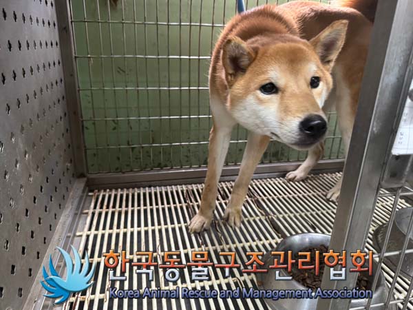 한국동물구조관리협회_441559202500055