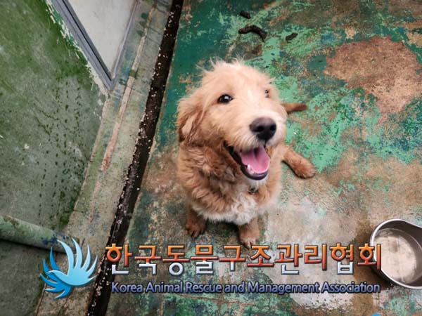종료(반환) 믹스견…