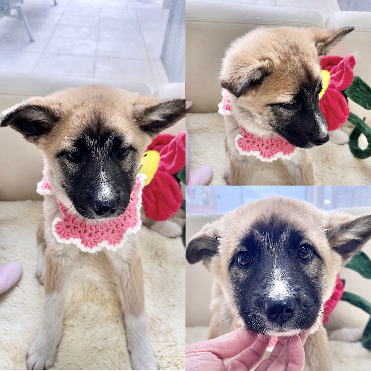 경주동물사랑보호센터_447505202500072