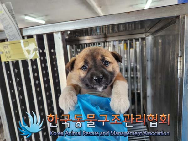종료(자연사) 믹스…