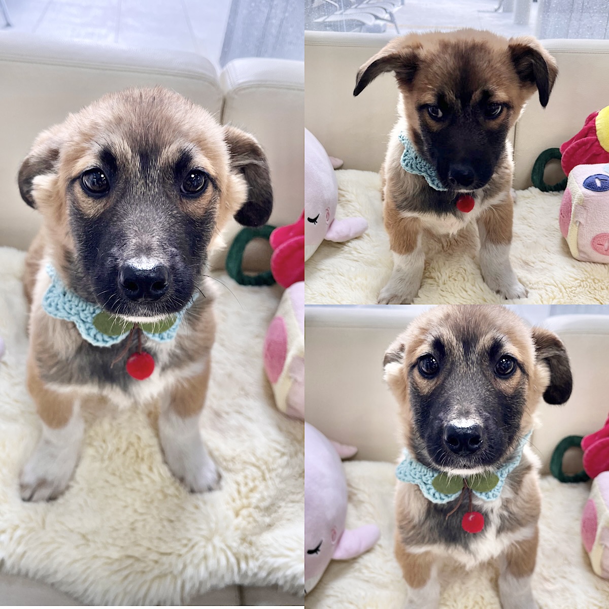 경주동물사랑보호센터_447505202500073