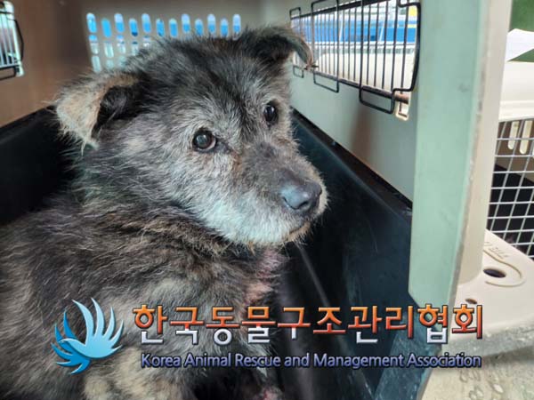 한국동물구조관리협회_441414202500020