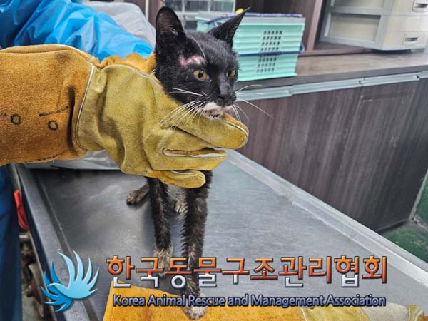한국동물구조관리협회_411311202500009